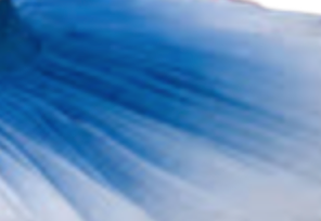 Ombre classical tutu (12 Colors! New 8 colors are added!)